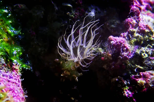 Küçük Cam Şakayık Ezmesi Exaiptasia Aiptasia Pallida — Stok fotoğraf