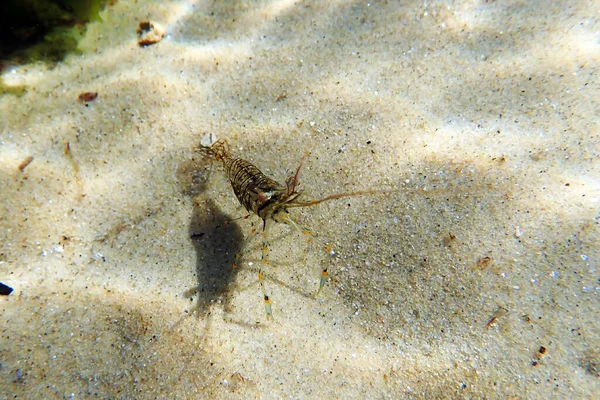 Camarones Piscina Roca Europeos Palaemon Elegans —  Fotos de Stock