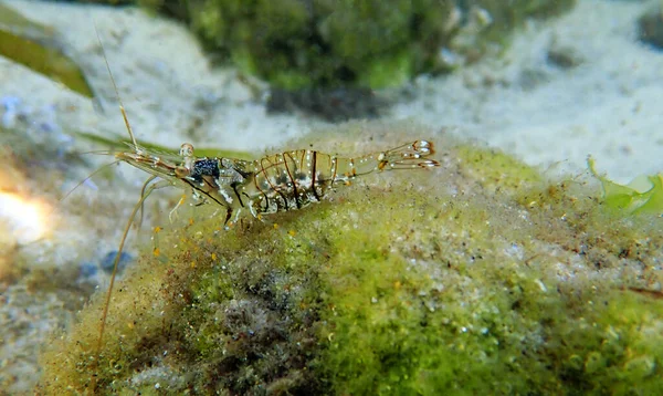European Rock Pool Shrimp Palaemon Elegans — Stock Photo, Image