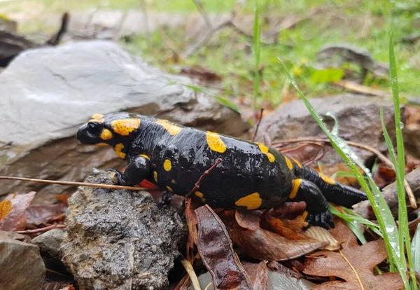 The Fire Salamander (Salamandra salamandra)