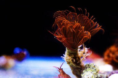 Akdeniz nane aromalı karides örneği Lysmata seticuadata