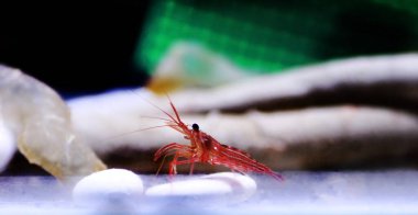 Akdeniz nane aromalı karides örneği Lysmata seticuadata