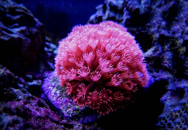 Roze Bloempot Goniopora Lps Koraal — Stockfoto