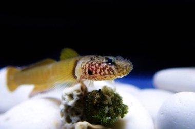 Chestnut goby (Kromogobius quadrivittatus) Akdeniz ve Karadeniz 'de yaşayan bir keçi türüdür.