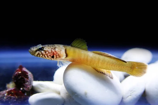 Chestnut Goby Kromogobius Quadrivittatus Akdeniz Karadeniz Yaşayan Bir Keçi Türüdür — Stok fotoğraf