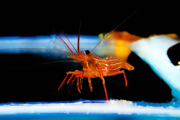 Mediterranean Sea Specimen Peppermint Shrimp Lysmata Seticuadata — Stock Photo, Image