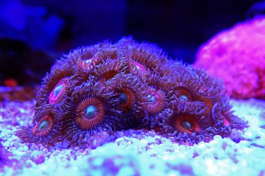 Makro sualtı fotoğrafçılık sahnesinde pembe zoanthus polipleri