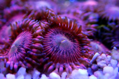 Makro sualtı fotoğrafçılık sahnesinde pembe zoanthus polipleri