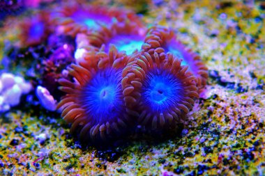 Blue smurf Caribbean zoathids - rare blue polyps colony coral clipart