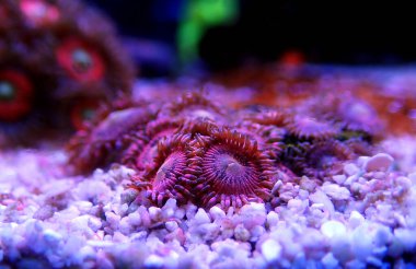 Makro sualtı fotoğrafçılık sahnesinde pembe zoanthus polipleri