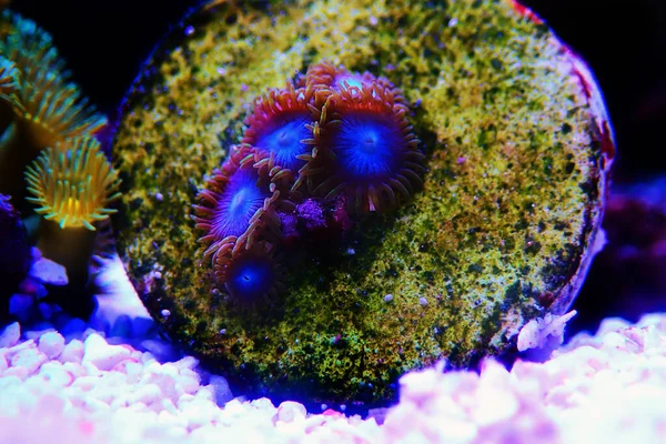 Schtroumpf Bleu Zoathidés Des Caraïbes Rare Colonie Polypes Bleus Corail — Photo