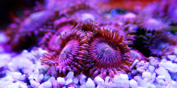 Рожеві Зоопаркові Поліпи Макропідводній Сцені — стокове фото