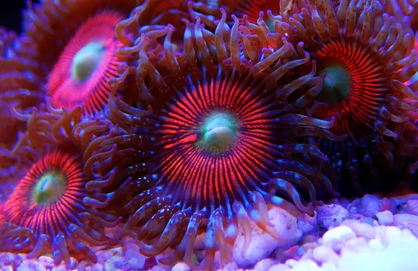 Pink Zoanthus Polyps Macro Underwater Photography Scene — Stock Photo, Image