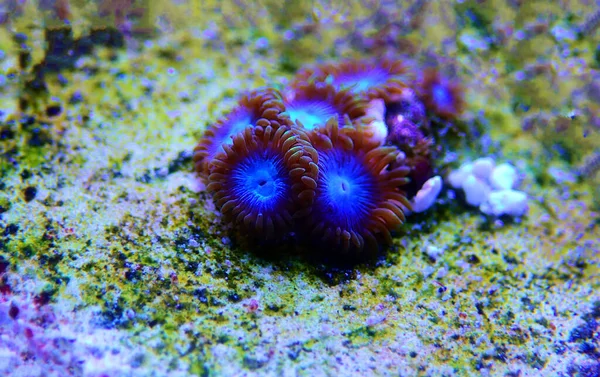 Azul Smurf Zoatóides Caribenhos Raro Azul Pólipos Colônia Coral — Fotografia de Stock