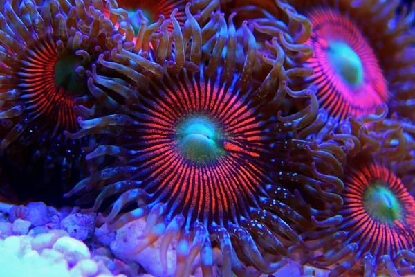 Rosafarbene Zoanthus Polypen Auf Makro Unterwasseraufnahmen — Stockfoto