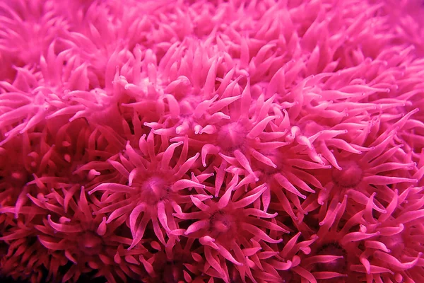 Maceta Rosa Goniopora Lps Coral — Foto de Stock