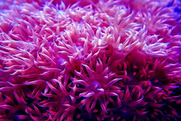 Rosafarbener Blumentopf Goniopora Lps Koralle — Stockfoto