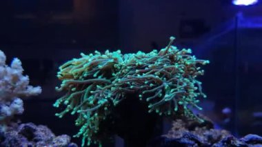 Euphyllia Glabrescens 'in 4k videosu - LPS meşale mercanı