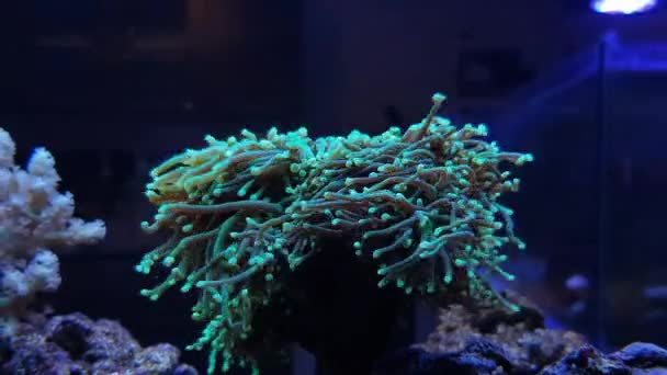 Video Euphyllia Glabrescens Lps Antorcha Coral — Vídeos de Stock