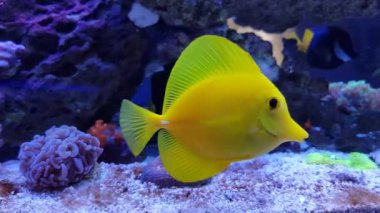 Sarı Hawaii tang balığının 4k videosu - Zebrasoma flavescens