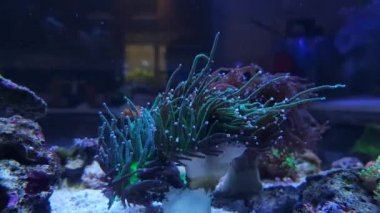 Euphyllia Glabrescens 'in 4k videosu - LPS meşale mercanı