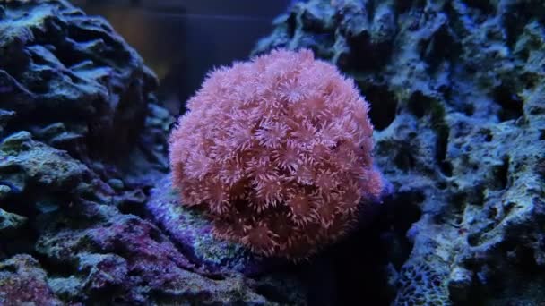 Video Goniopora Flowerpot Lps Coral Tanque Acuario Arrecife — Vídeo de stock