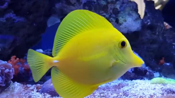 Video Von Gelbem Hawaiianischen Tang Fisch Zebrasoma Flavescens — Stockvideo