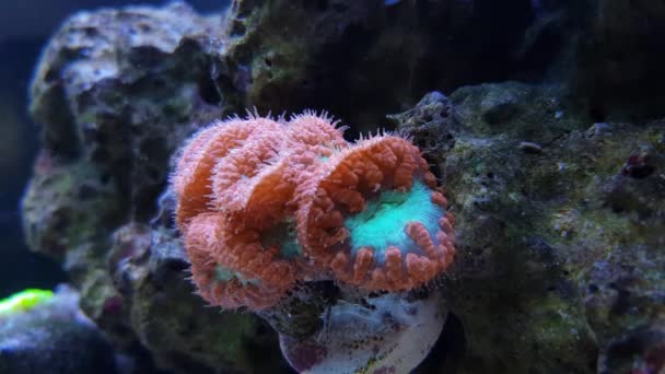 Vidéo Corail Rouge Blastomussa Lps — Video