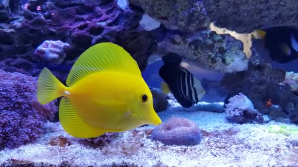 Video Yellow Hawaiian Tang Fish Zebrasoma Flavescens — стоковое видео