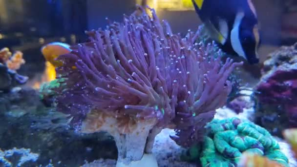 Video Euphyllia Glabrescens Lps Antorcha Coral — Vídeos de Stock