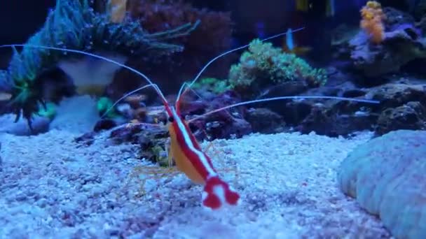 Video Skunk Cleaner Shrimp Lysmata Amboinensis — Stock Video