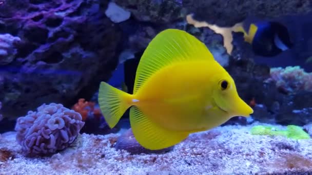 Video Yellow Hawaiian Tang Fish Zebrasoma Flavescens — стоковое видео