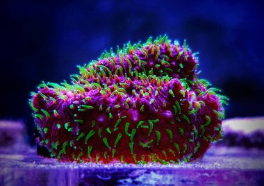 JASON FOX FREAK HAVA PAVONA FRAG - PAVONA SP.