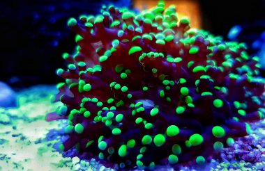 Euphyllia Divisa namı diğer Frogspawn LPS Mercan 