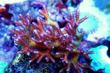 Kuş yuvası SPS Mercan - Seriatopora caliendrum