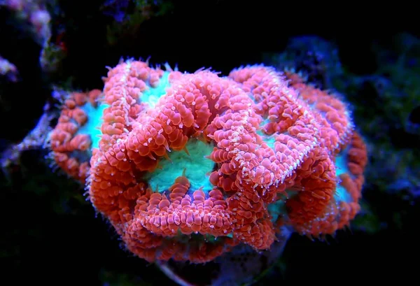 Blastomussa Wellsi Big Polyp Blastomussa Lps Coral — Fotografia de Stock