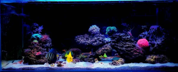 Incroyable Réservoir Aquarium Récif Corail Eau Salée Colorée — Photo