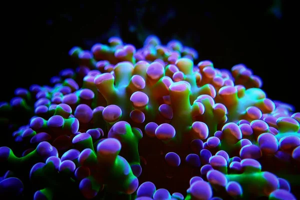Euphyllia Divisa Aka Froglawn Lps Coral — Stockfoto