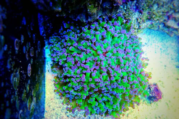 Euphyllia Divisa Aka Frogspawn Lps Coral — Stock Photo, Image