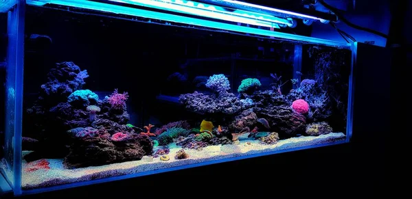 Erstaunlich Bunte Salzwasser Coral Reef Aquarium Tank — Stockfoto