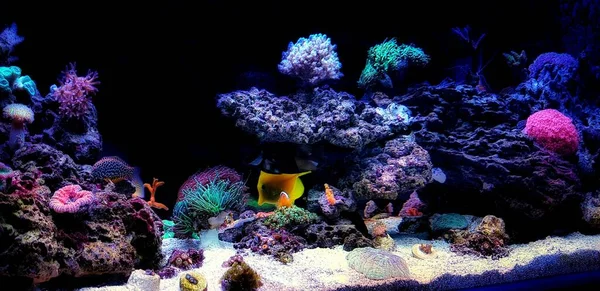 驚くほどカラフルな海水コーラルリーフ水族館タンク — ストック写真