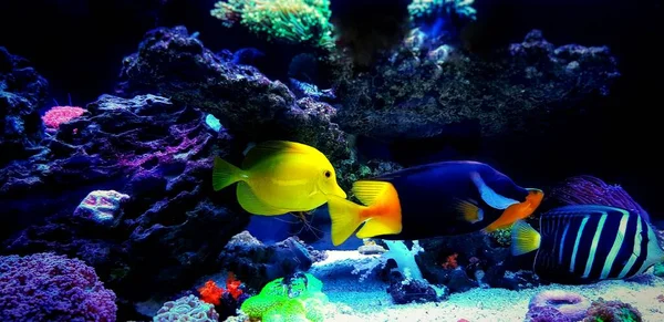 Удивительный Красочный Аквариум Морской Водой Коралловый Риф — стоковое фото