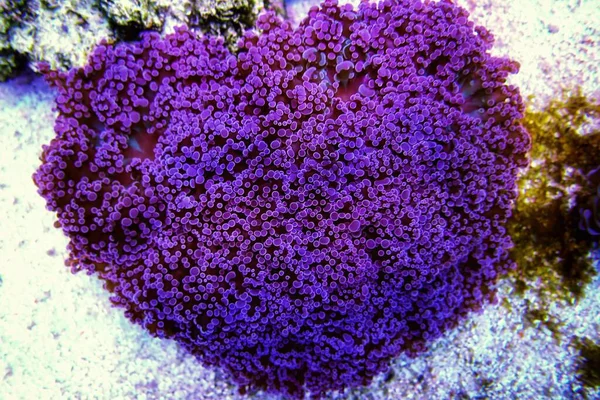 Euphyllia Divisa Alias Frogspawn Lps Corail — Photo