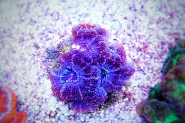 Acanthastrea Micromussa Lordhowensis Lps Coral Close Photography — Stock Photo, Image