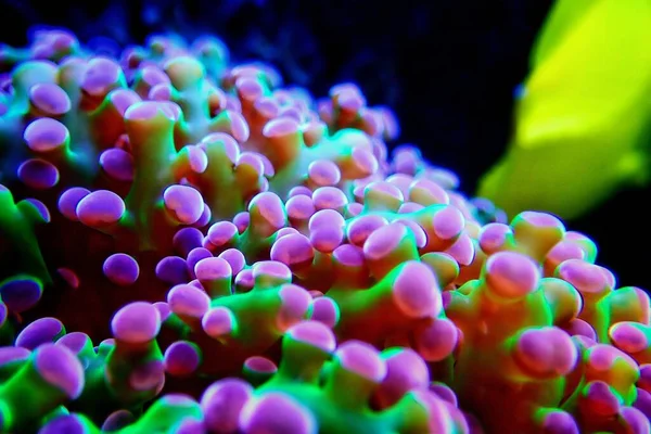 Euphyllia Divisa Alias Frogspawn Lps Coral — Stockfoto