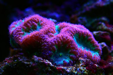 Blastomussa wellsi - Büyük Polyp Blastomussa LPS Mercan