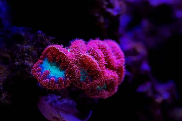 Blastomussa Wellsi Big Polyp Blastomussa Lps Coral — стокове фото