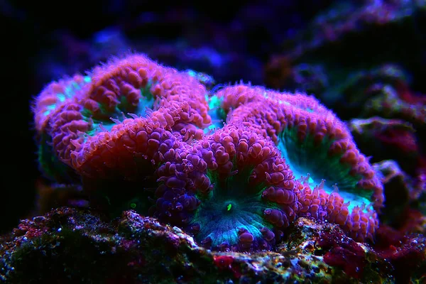 Blastomussa Wellsi Big Polyp Blastomussa Lps Coral — Stock Photo, Image