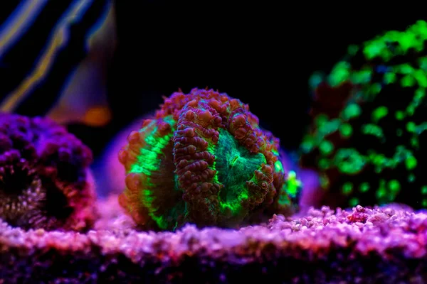 Blastomussa Wellsi Big Polyp Blastomussa Lps Coral — стокове фото