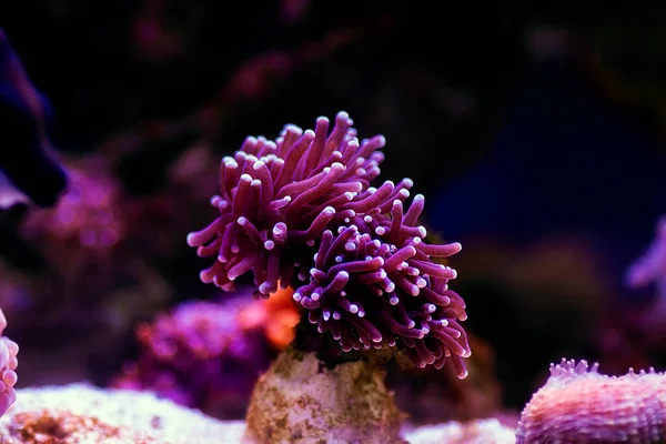 Euphyllia Torch Lps Coral Euphylliidae Glabrenscens — Fotografia de Stock